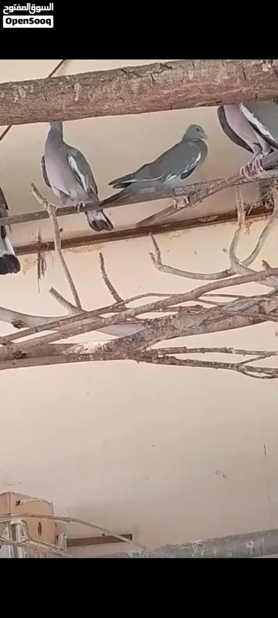طيور للبيع 3