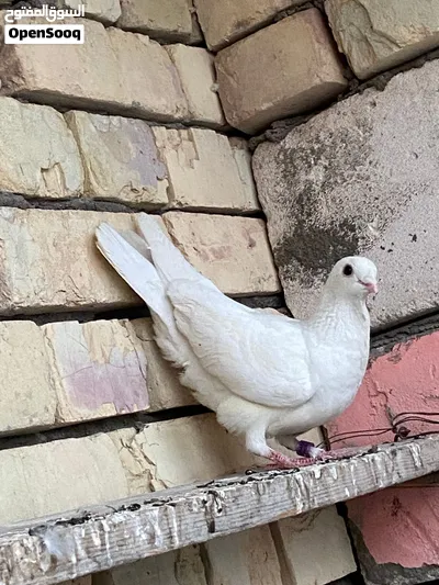 مراوس بلوتات 3