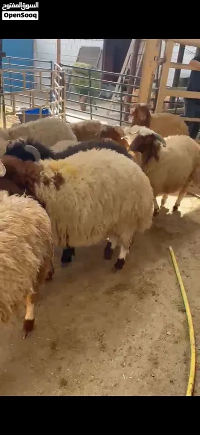 طلي نعيمي فاخر شي يجمل لجميع المناسبات 3