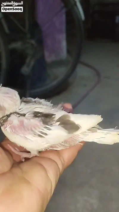 ثلاث قطع كوكتيل التفاصيل والاسعار بالشرح راسلني واتساب ادزلك فيديو الهن 3