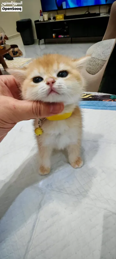 British short hair kitten NY12 قطط 2