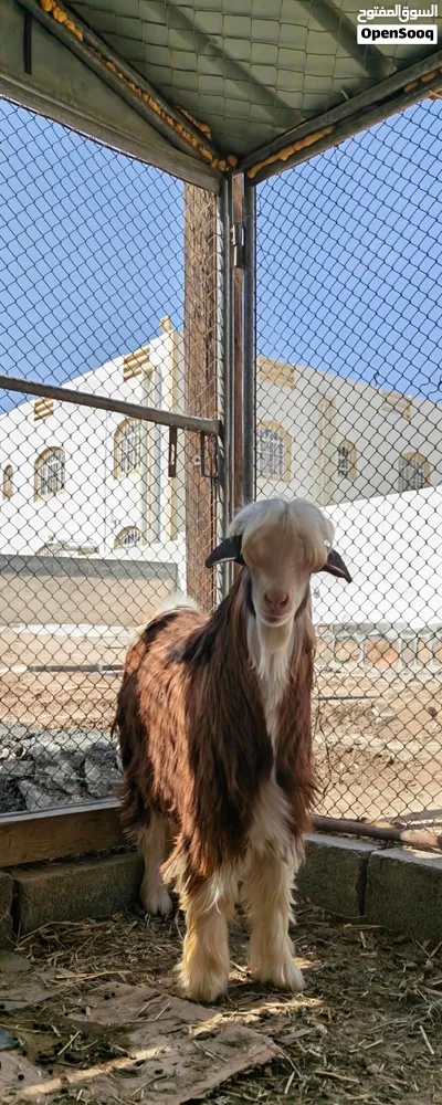 بيع أغنام عمانيه 4