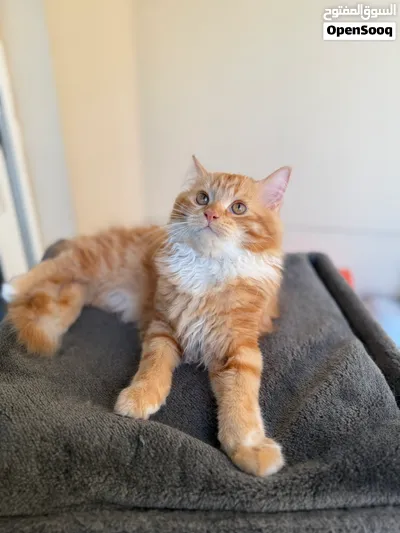 1 YEAR OLD MALE PERSIAN KITTEN AVAILABLE FOR ADOPTION (VACCINATED AND DEWORMED) 4