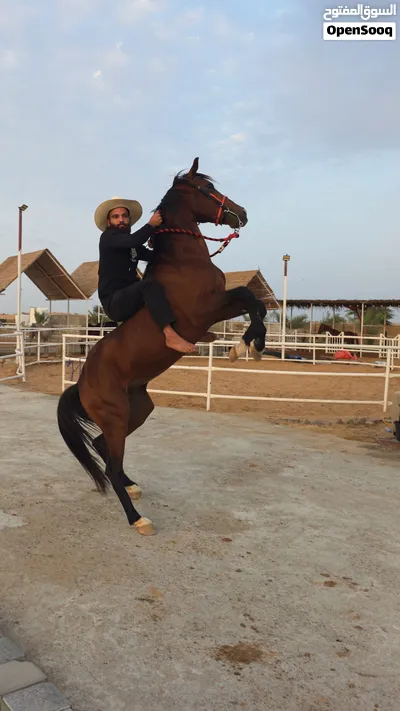 خيل عربي خصي بدون جواز العمر 8 سنوات 4