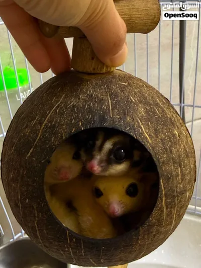 Sugar Glider Male &Female 3