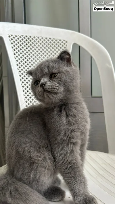 سكوتش فولد شورت هير 2