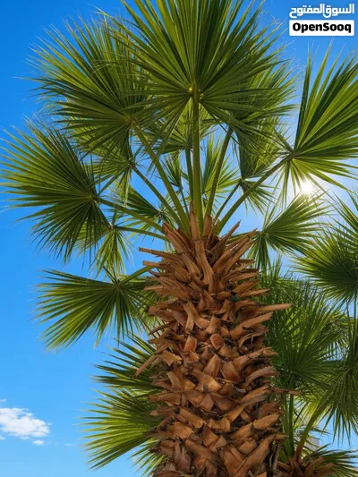 نخلة واشنطن روبوستا Washingtonia Robusta Palm – ارتفاع 8 متر 2