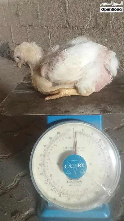 للبيع دجاج هندي كولومبي للذبح فول سمنه 2