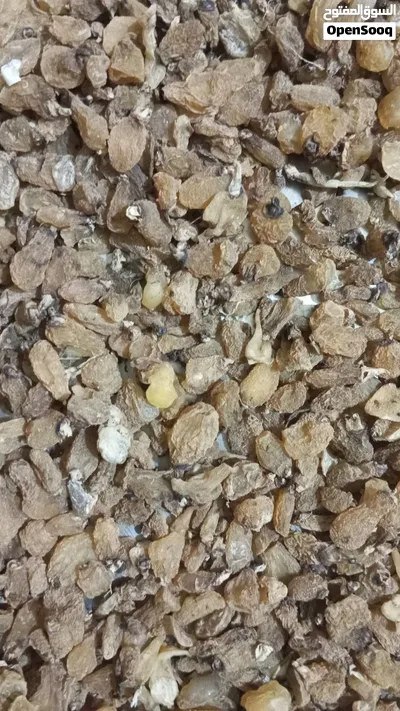 سحلب (ثعلب) 2