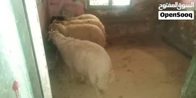 غنم برقي وغنم بلدي 3