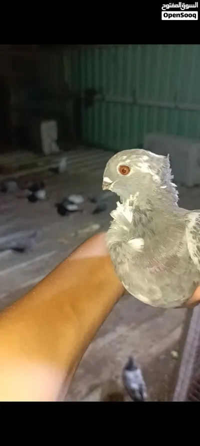 مراوس بتور 3