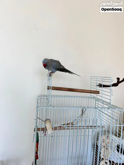 Bird Healthy & Well Cared For 4