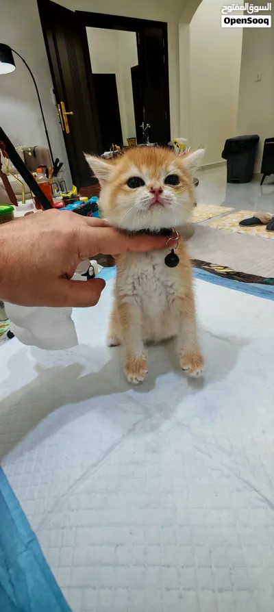 British short hair kitten NY12 قطط 3