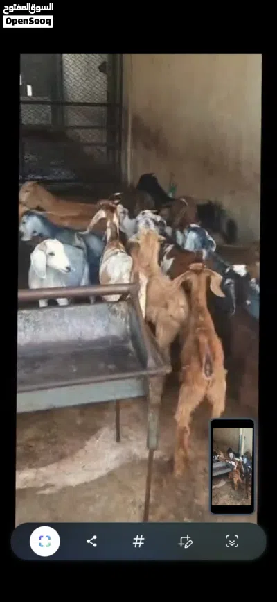 ياقوته ابوظبي 3