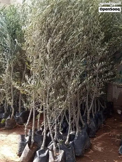 زراعة أشجار مثمرة وزينة 3
