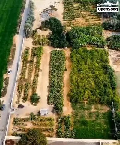 للبيع ارض زراعيه في ولايه السويق شمال الباطنة 2