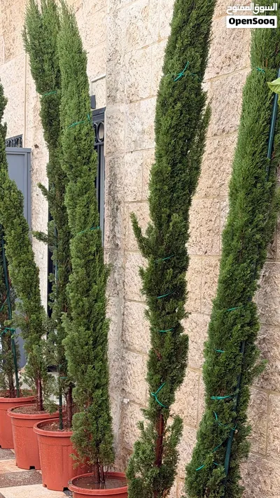 للبيع مجموعة من اشجار سرو 3 امتار واكثر لتزيين حدائق المنزل 2