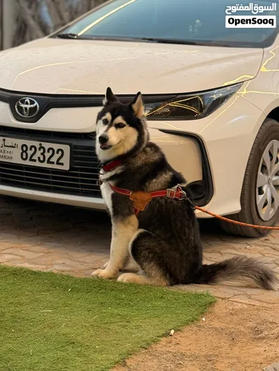 Alaskan husky 3