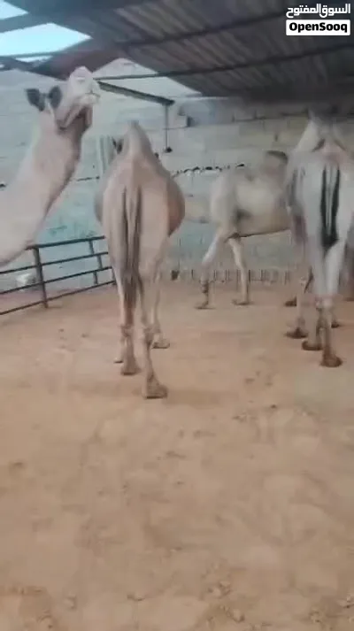 جمال للبيع 4