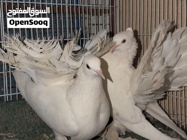 ھمام شمسی مدینا