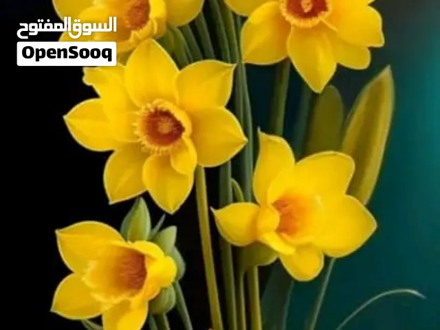 ابحث عن استوديو لي الايجار سنوي