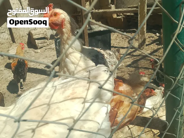 متاح جاج بلدي ولوهمان
