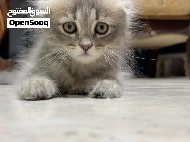 ذكر سكوتش فولد للبيع