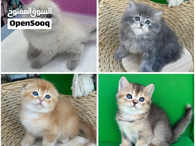 تبارك الله احسن الخالقين 12 قط صغير  سكوتش التربل فولد والبرتش الوان جديده صحه توب السعر ببلش من 60