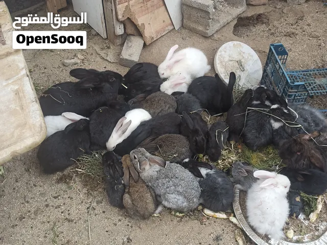 أرانب ، ، ،،