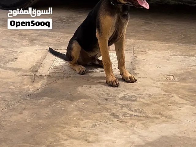 جيرمن شيبرد شورت هير