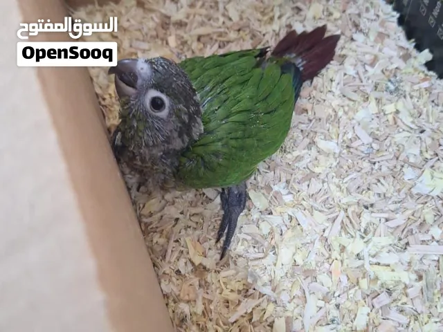 كنيور فرخ.