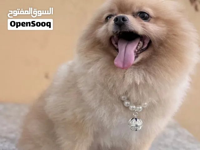 Pure Pomeranian Male – 3 Years Old
