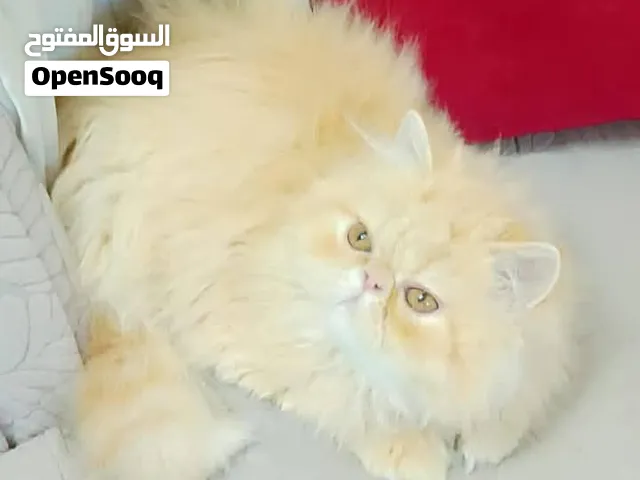 بنوته بيرشن للبيع