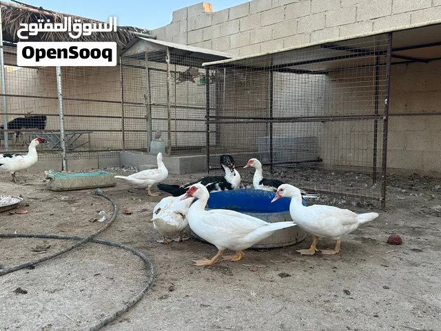 بط للبيع الجاد يتواصل