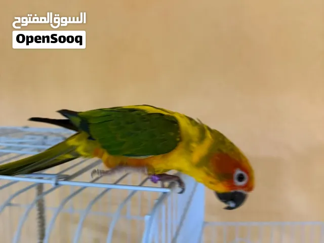صن كنيور اليف جدا وبصحه ممتازه