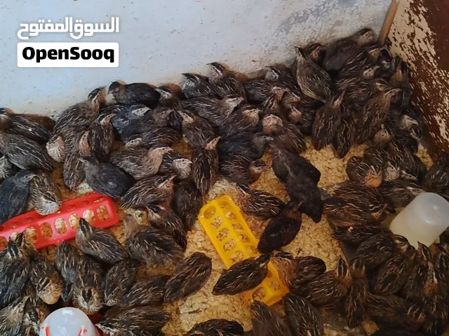 متاح بفضل الله  طائر الفري السمان وبيض الفري مخصب للفقاسات وبيض للمائده