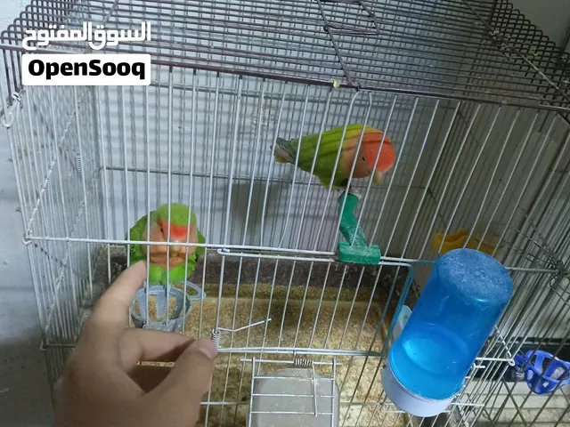 الجوزين روز شغالات ماشاءالله عانهم