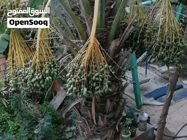 نخله برنصي درجه  للبيع