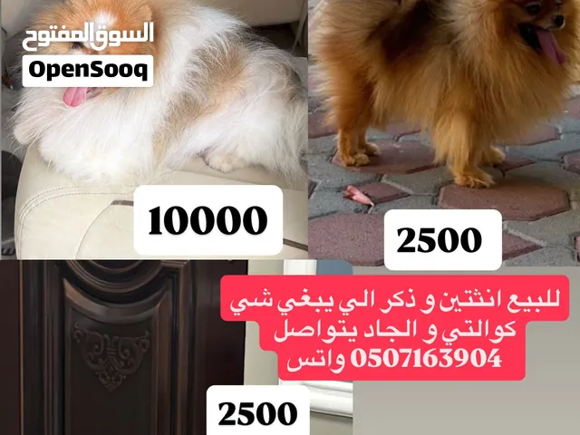 Dogs are something very special  شي كوالتي