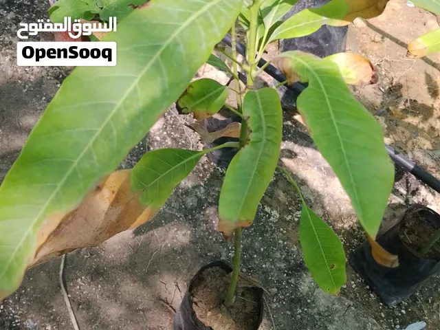 شتلات مانجو بذرية