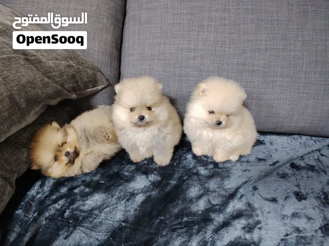 Pomeranian teacup