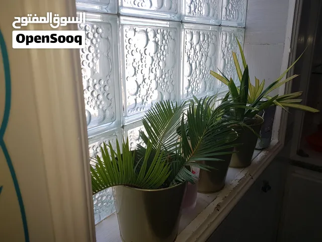 indoor home plants