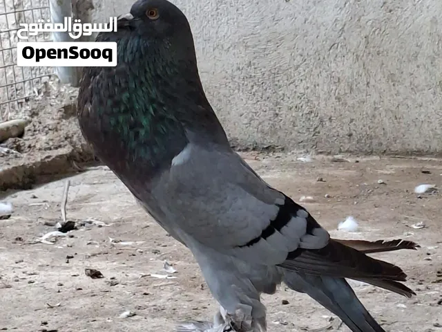 حمام هومر بيوتي مع الفروخ شي فرخ وشي فرخين ولاحم فرنسي مطور وانثى نفاخ ابو مارين (.  شوف الوصف )