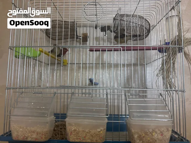 ذكر وانثايتين فراوله