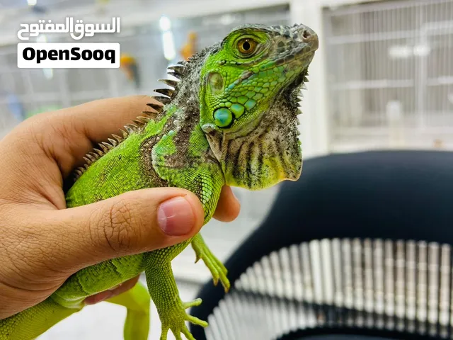 Iguana  friendly