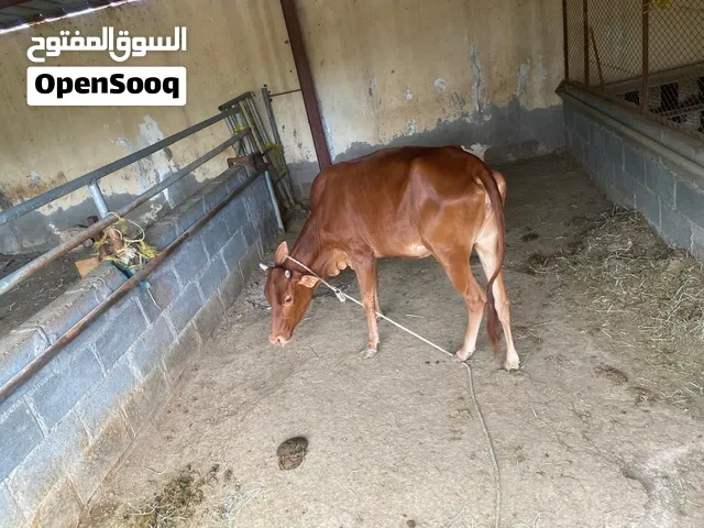 عجله عمانيه بكر