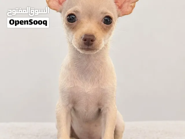 Mini Teacup chihuahua puppy, Female, Age 2 months