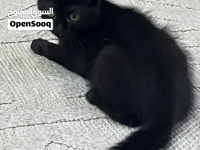بيع قطة نوع سكوتش هملايا