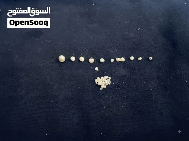 لولو بحريني خالص !!