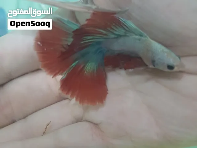 دكر هاف مون